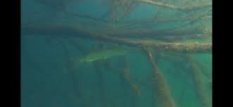 Image result for Apneists UK