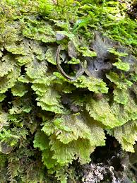 Attēlu rezultāti vaicājumam “Trichocolea tomentella”