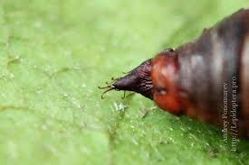 Attēlu rezultāti vaicājumam “Electrophaes corylata”