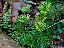 Attēlu rezultāti vaicājumam “Lycopodium dubium”