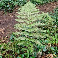 Attēlu rezultāti vaicājumam “Athyrium filix-femina”