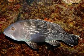 Image result for Centropristis striata