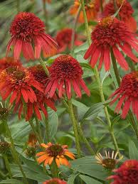 Attēlu rezultāti vaicājumam “Calamagrostis purpurea flower”