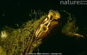 Attēlu rezultāti vaicājumam “Dreissena polymorpha”