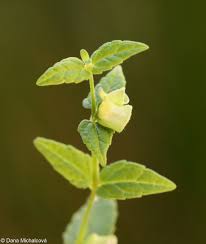 Attēlu rezultāti vaicājumam “Scutellaria galericulata leaf”