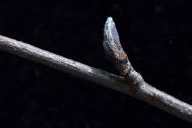 Attēlu rezultāti vaicājumam “Sorbus aucuparia bud”