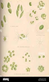 Attēlu rezultāti vaicājumam “Pleurococcus vulgaris”