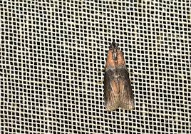 Attēlu rezultāti vaicājumam “Sciota fumella”