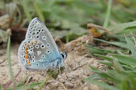 Attēlu rezultāti vaicājumam “Cribraria argillacea young”