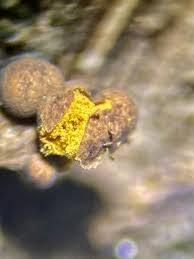 Attēlu rezultāti vaicājumam “Gulielmina vermicularis macro”