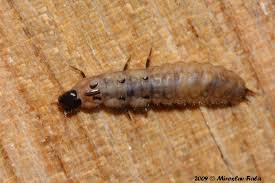 Attēlu rezultāti vaicājumam “Malachius bipustulatus”