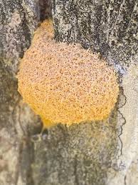 Attēlu rezultāti vaicājumam “Willkommlangea reticulata macro”