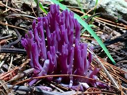 Attēlu rezultāti vaicājumam “Clavaria zollingeri”