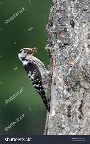 Attēlu rezultāti vaicājumam “Dendrocopos minor male”