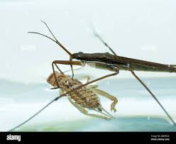 Attēlu rezultāti vaicājumam “Gerridae”