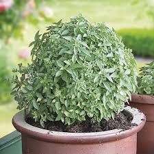 Image result for Basilikum