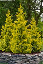 Attēlu rezultāti vaicājumam “Thuja occidentalis”