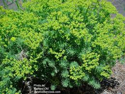 Attēlu rezultāti vaicājumam “Euphorbia cyparissias”