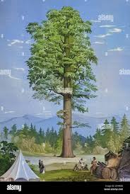 Image result for Mammutbaum