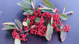 Attēlu rezultāti vaicājumam “Corynephorus canescens fruit”