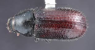 Attēlu rezultāti vaicājumam “Tomicus minor”