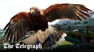 Image result for Wimbledon Hawks