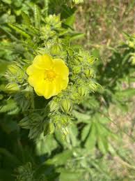 Image result for Potentilla recta
