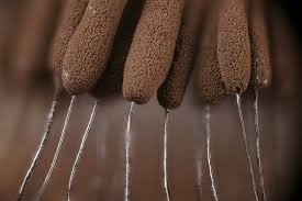 Attēlu rezultāti vaicājumam “Stemonitis marjana macro”