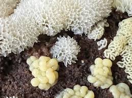 Attēlu rezultāti vaicājumam “Ceratiomyxa fruticulosa plasmodium”