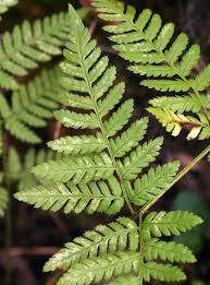 Attēlu rezultāti vaicājumam “Dryopteris carthusiana”