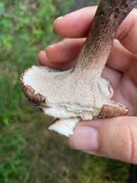 Attēlu rezultāti vaicājumam “Sarcodon imbricatum”