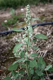Image result for Chenopodium album
