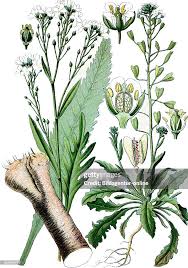 Attēlu rezultāti vaicājumam “Armoracia rusticana”