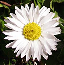 Attēlu rezultāti vaicājumam “Bellis perennis flower”