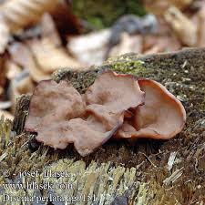 Attēlu rezultāti vaicājumam “Discina perlata”