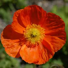 Image result for Papaver nudicaule