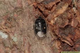 Attēlu rezultāti vaicājumam “Adomerus biguttatus”