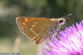 Attēlu rezultāti vaicājumam “Ochlodes sylvanus underside”