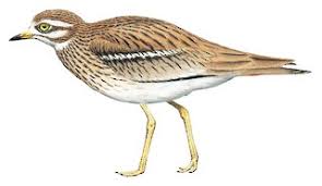 Image result for Burhinus oedicnemus