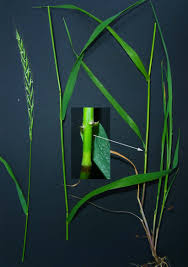 Attēlu rezultāti vaicājumam “Elymus caninus”