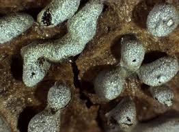 Attēlu rezultāti vaicājumam “Physarum ovisporum”