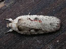 Attēlu rezultāti vaicājumam “Agonopterix ocellana”