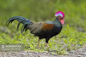 Attēlu rezultāti vaicājumam “Gallus male”