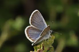 Attēlu rezultāti vaicājumam “Plebejus idas underside”