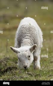 Attēlu rezultāti vaicājumam “Ovis aries juvenile”