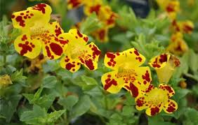 Image result for Mimulus x hybrida