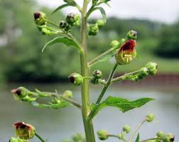 Attēlu rezultāti vaicājumam “Scrophularia umbrosa flower”