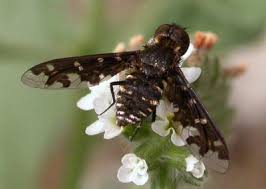 Attēlu rezultāti vaicājumam “Exoprosopa capucina”