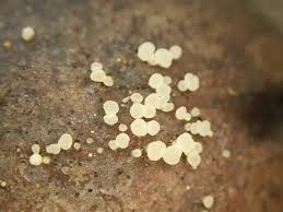 Attēlu rezultāti vaicājumam “Hymenoscyphus imberbis”