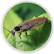 Attēlu rezultāti vaicājumam “Ectobius sylvestris”